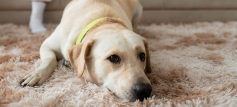 dog-in-a-carpet-image Yellow lab on rug